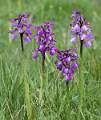Green Winged Orchids